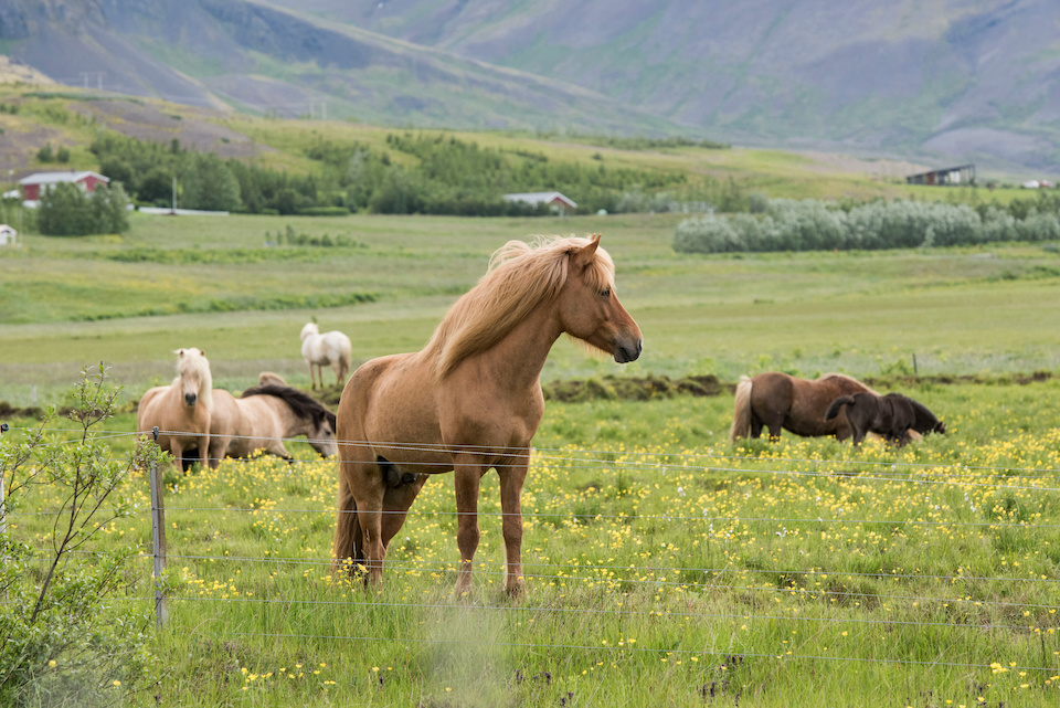 NV Pferdehaftpflicht Versicherung bessergrün - Motiv Pferde auf Weide